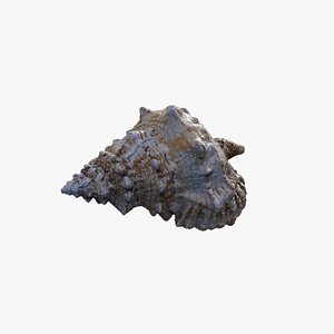 Anydrafts Sea snail 02 3D