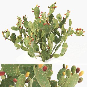 Cactus Opuntia ficus-indica tree 3D model