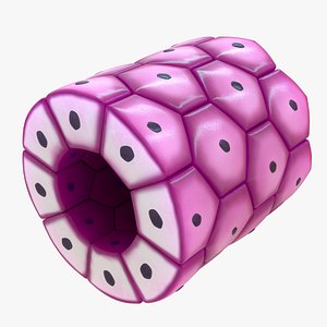 simple cuboidal epithelium