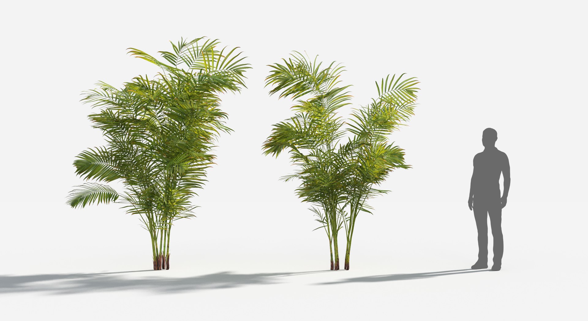 Plants Pack 6: Rainforest: GrowFX 3D model https://p.turbosquid.com/ts-thumb/LR/7xypMj/6A/areca_palm1/jpg/1623755582/1920x1080/fit_q87/107c6a31d98ed03c4528862897977a97a627bc47/areca_palm1.jpg