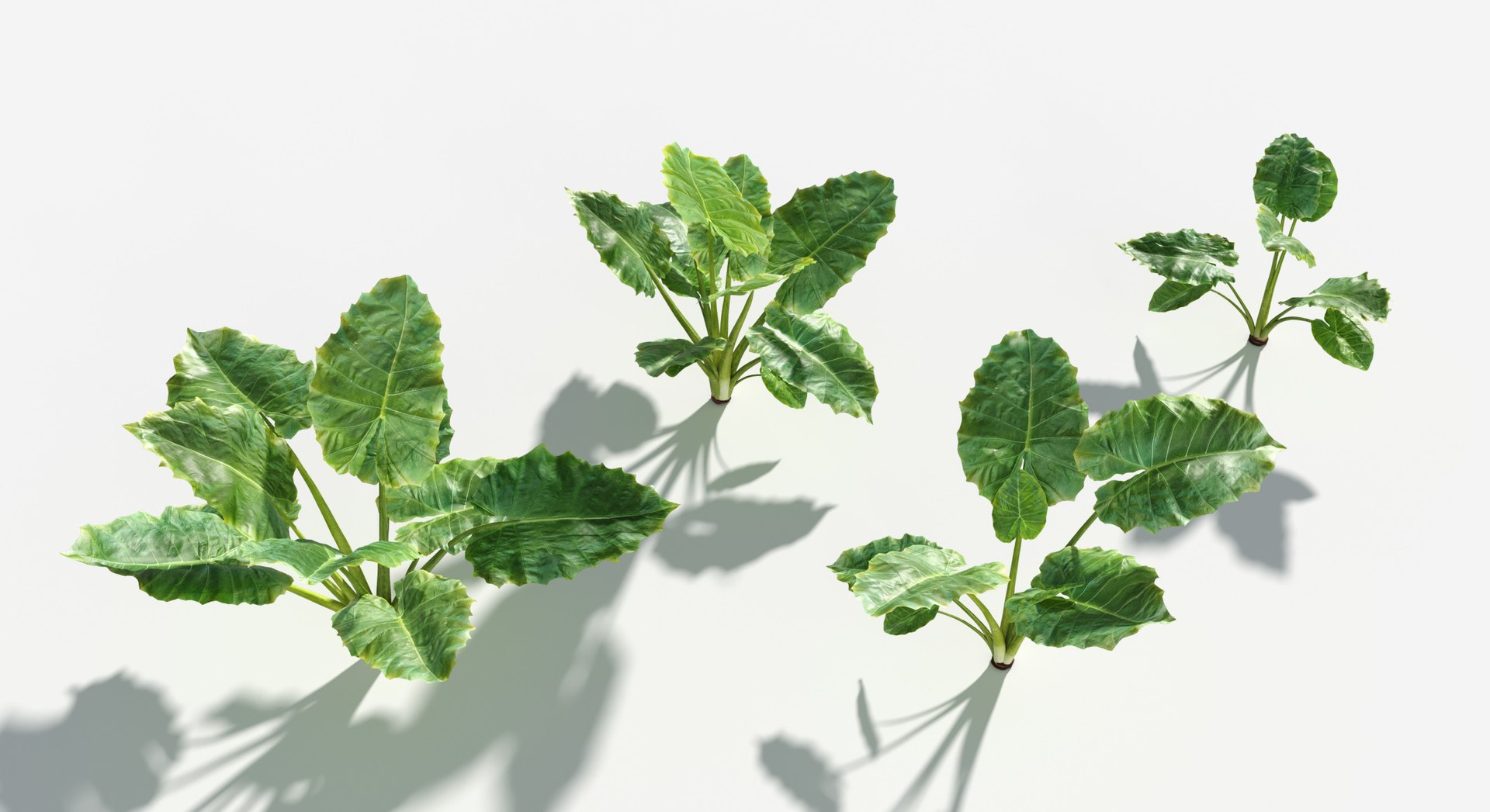 Plants Pack 6: Rainforest: GrowFX 3D model https://p.turbosquid.com/ts-thumb/LR/7xypMj/8H/giant_taro3/jpg/1623755593/1920x1080/fit_q87/b4c205db9991395c0ceb6fb64f0693e70adb3ef0/giant_taro3.jpg