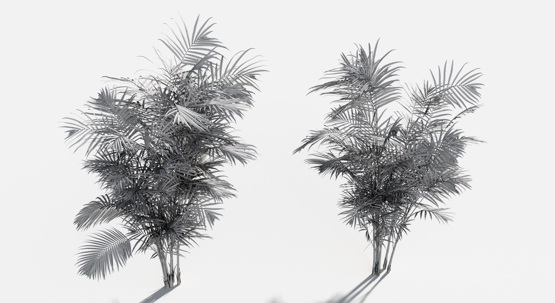 Plants Pack 6: Rainforest: GrowFX 3D model https://p.turbosquid.com/ts-thumb/LR/7xypMj/BW/areca_palm4/jpg/1623755600/1920x1080/fit_q87/31e943eb854e638cb87a089f6327954d271980e6/areca_palm4.jpg