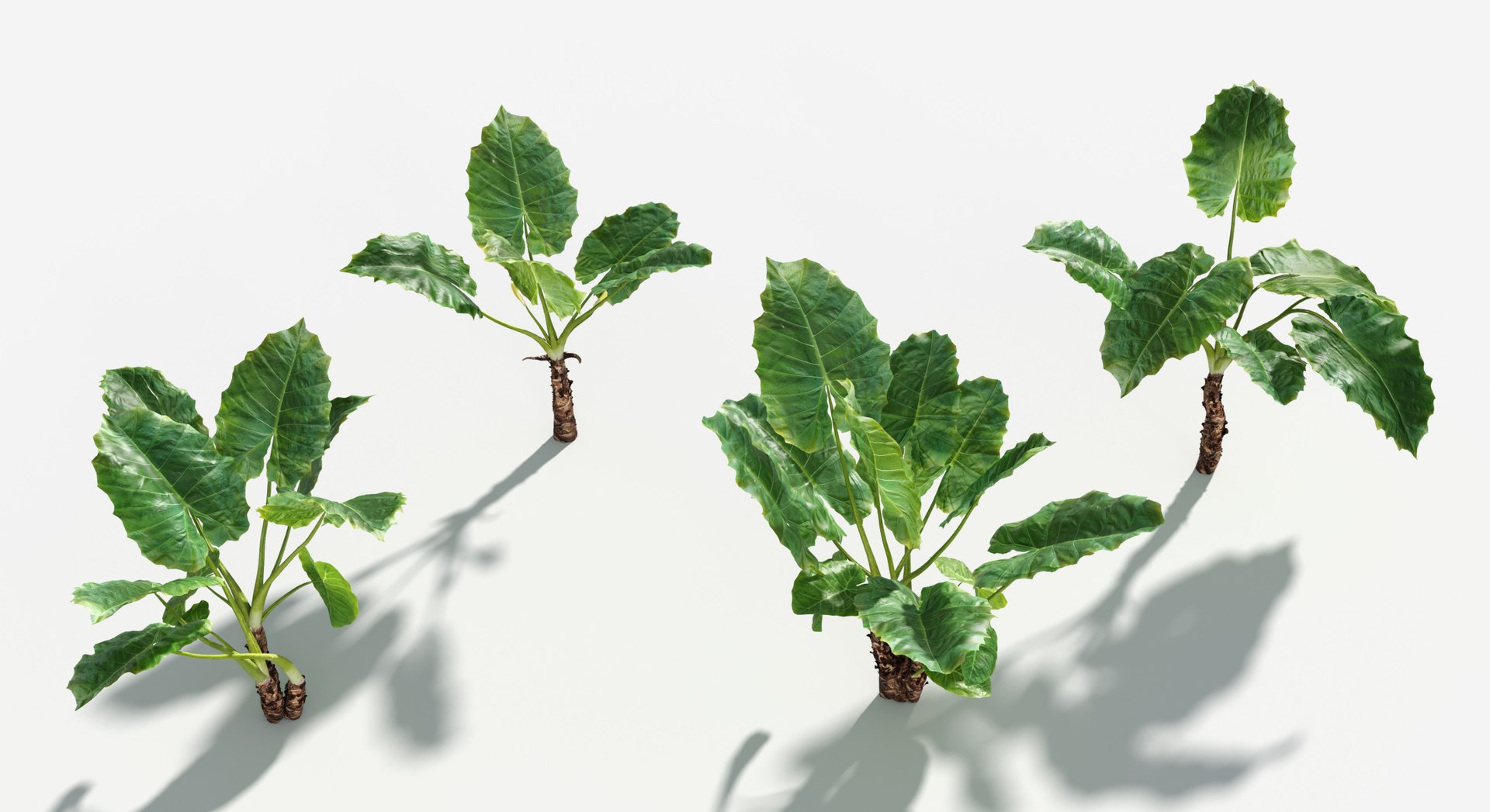 Plants Pack 6: Rainforest: GrowFX 3D model https://p.turbosquid.com/ts-thumb/LR/7xypMj/Dh/giant_taro4/jpg/1623755599/1920x1080/fit_q87/84d044760896e362f9107af58ba93a1cf36343b2/giant_taro4.jpg