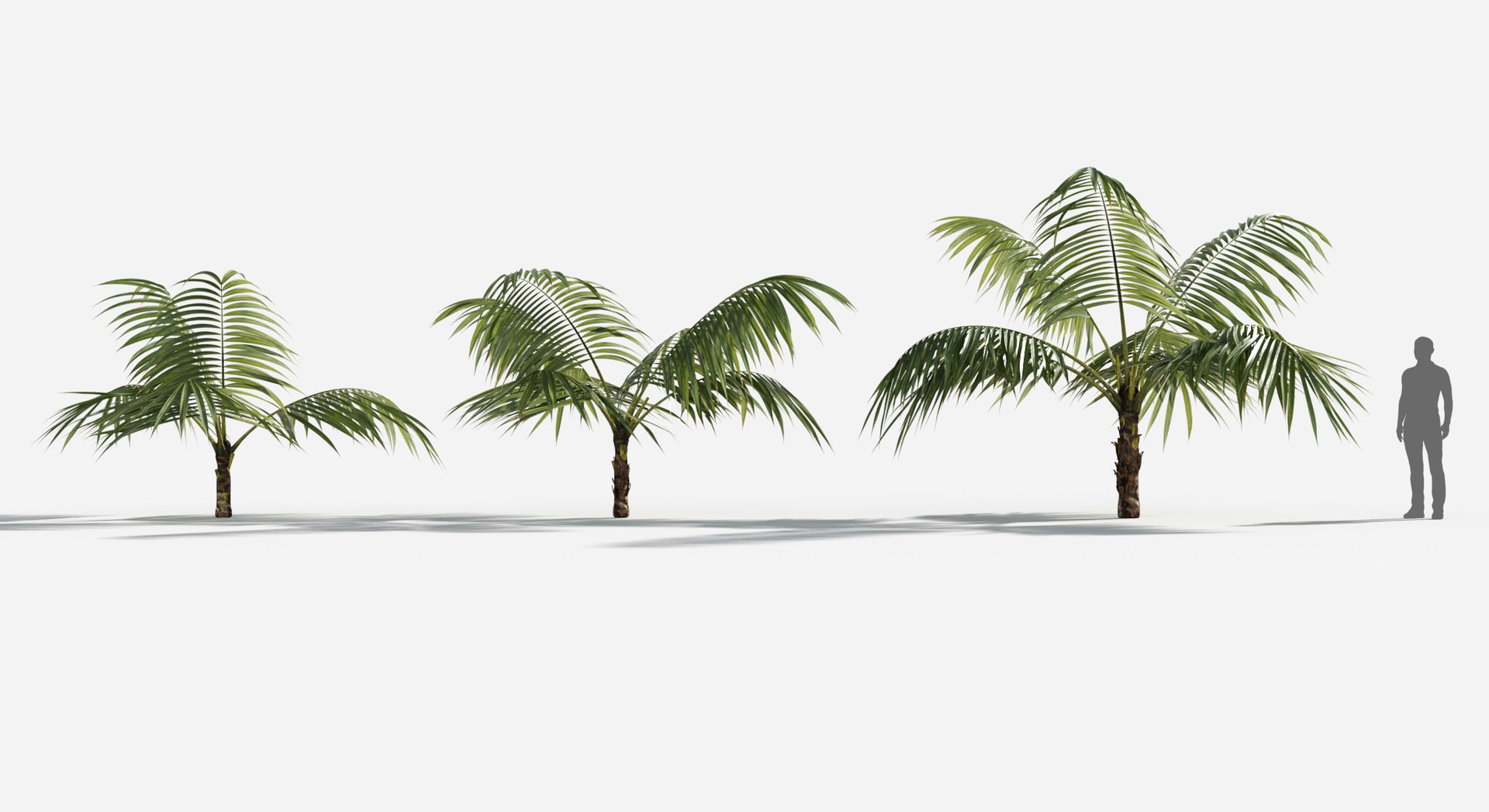 Plants Pack 6: Rainforest: GrowFX 3D model https://p.turbosquid.com/ts-thumb/LR/7xypMj/kj/palm_kentia2/jpg/1623755578/1920x1080/fit_q87/2e292ef52da490c0fb58997f6ba1894db4faad41/palm_kentia2.jpg