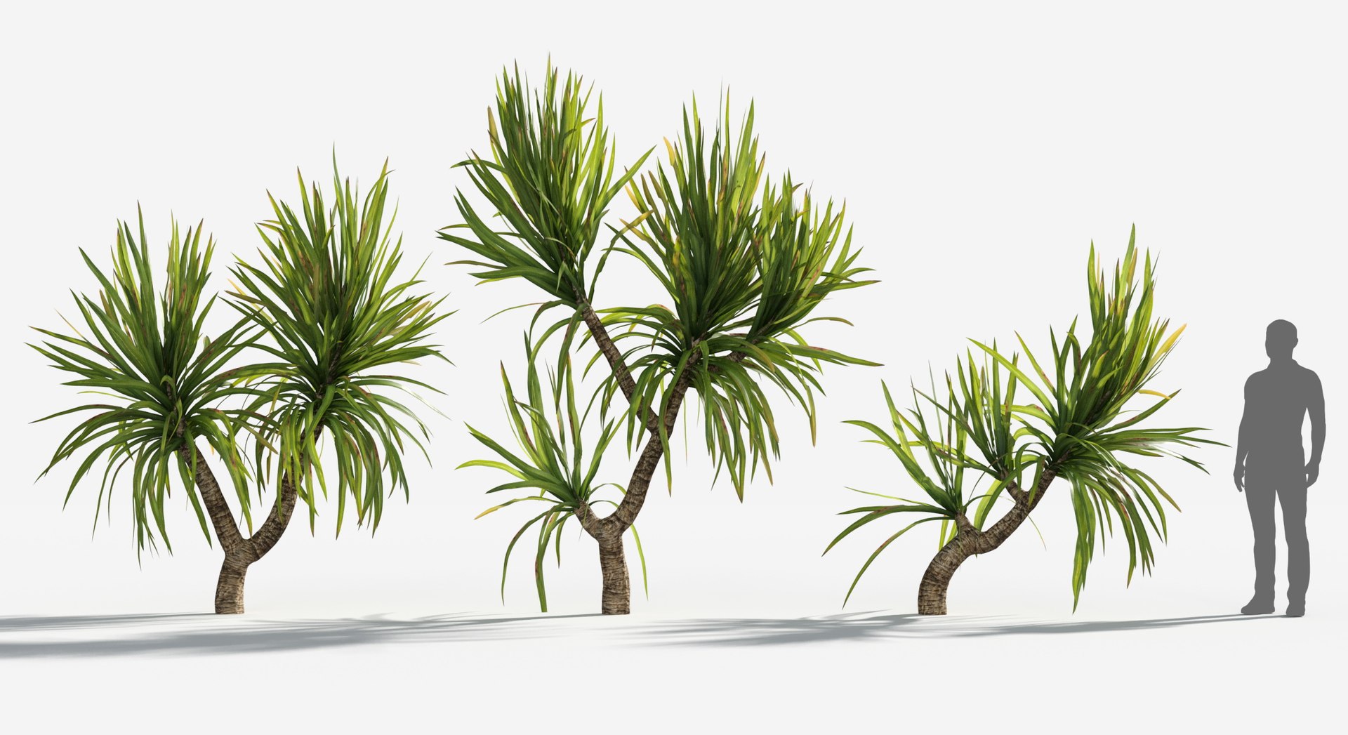 Plants Pack 6: Rainforest: GrowFX 3D model https://p.turbosquid.com/ts-thumb/LR/7xypMj/sm/madagascar_dragon1/jpg/1623755581/1920x1080/fit_q87/3616a1e70aae47b9a983480f44d5c7f403e813df/madagascar_dragon1.jpg