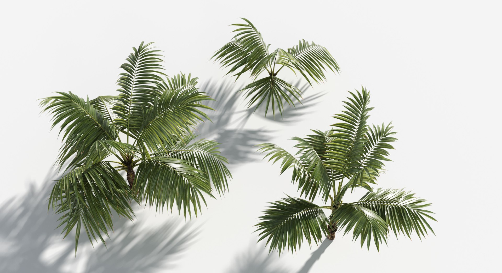 Plants Pack 6: Rainforest: GrowFX 3D model https://p.turbosquid.com/ts-thumb/LR/7xypMj/tX/palm_kentia3/jpg/1623755609/1920x1080/fit_q87/13af3acce15db1f2907dfa527a6550a58568e7b0/palm_kentia3.jpg