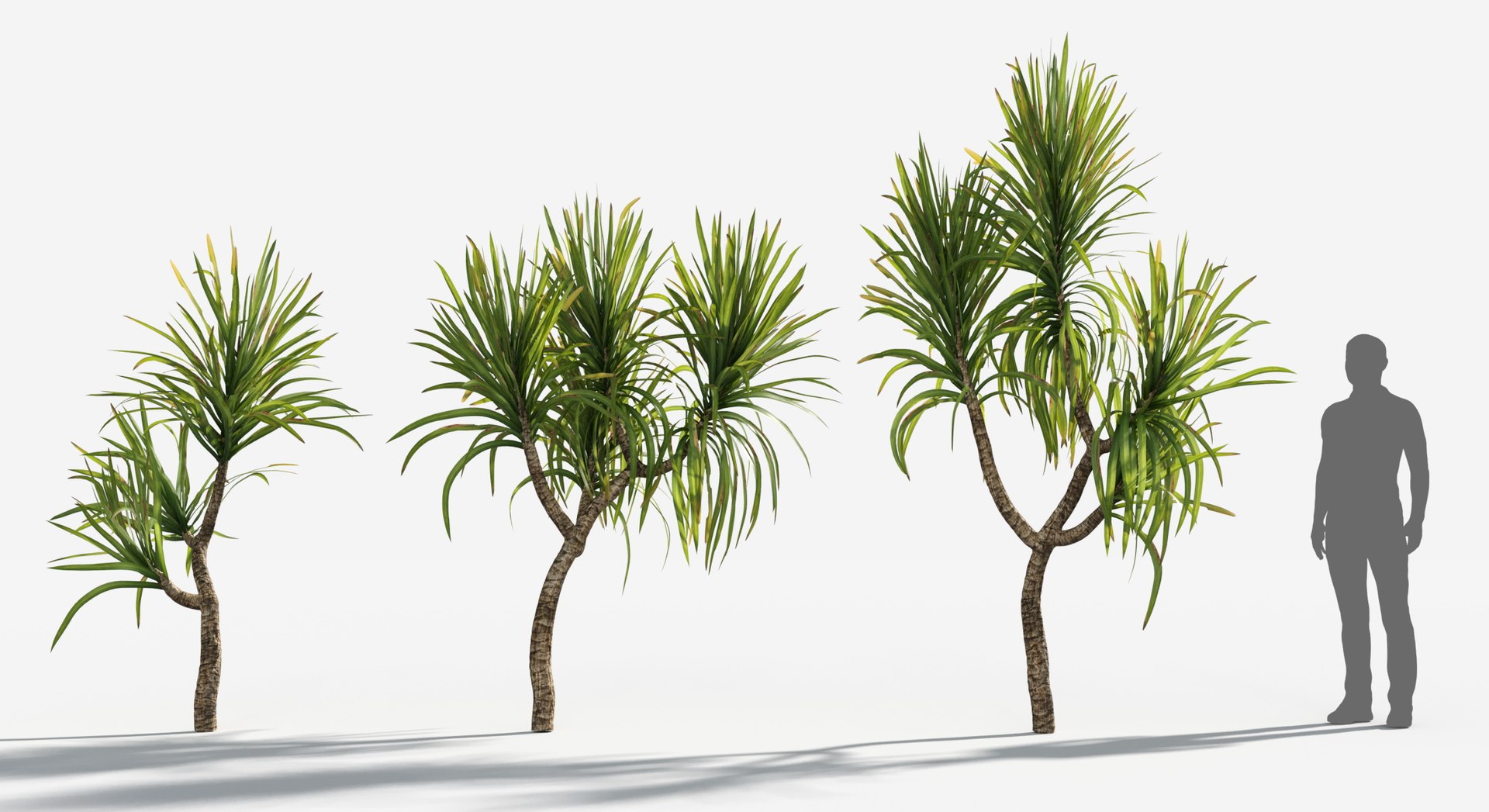 Plants Pack 6: Rainforest: GrowFX 3D model https://p.turbosquid.com/ts-thumb/LR/7xypMj/uS/madagascar_dragon2/jpg/1623755579/1920x1080/fit_q87/4f2421541264db56f22e178e28adec144affde23/madagascar_dragon2.jpg