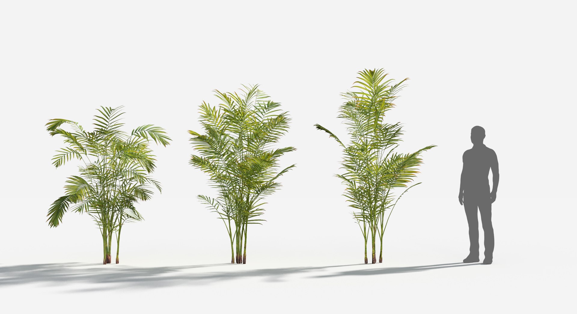 Plants Pack 6: Rainforest: GrowFX 3D model https://p.turbosquid.com/ts-thumb/LR/7xypMj/vu/areca_palm2/jpg/1623755589/1920x1080/fit_q87/6140cb158e6cb03ffd378c5061b6081d4893490e/areca_palm2.jpg