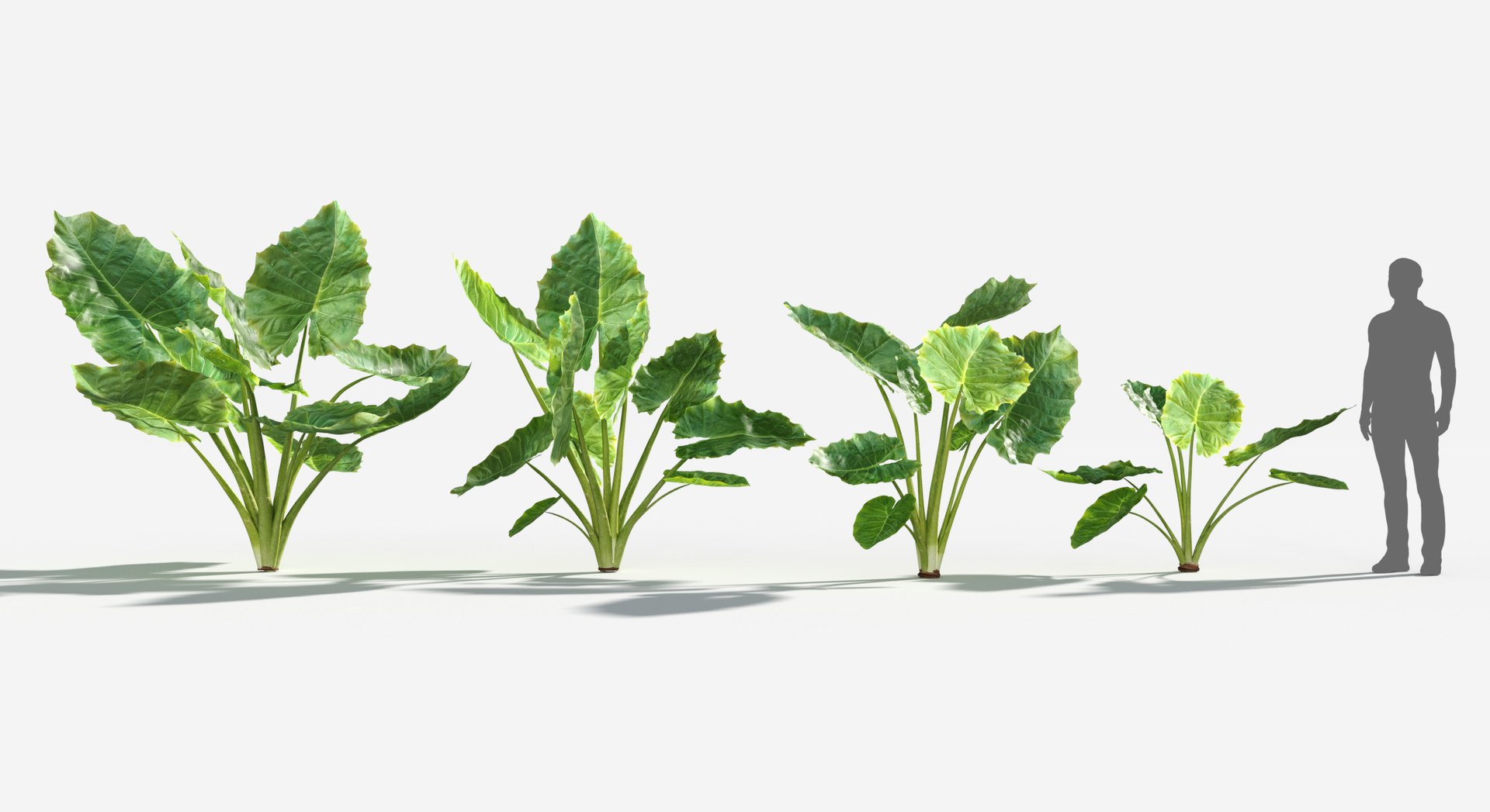 Plants Pack 6: Rainforest: GrowFX 3D model https://p.turbosquid.com/ts-thumb/LR/7xypMj/w4/giant_taro1/jpg/1623755602/1920x1080/fit_q87/09c5e9afdd9b3b85101634b425a49933390cc337/giant_taro1.jpg