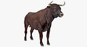 Bull