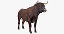 Bull