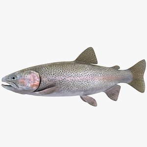 3D model brown trout