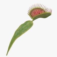 Venus Flytrap Dionaea Muscipula Stem