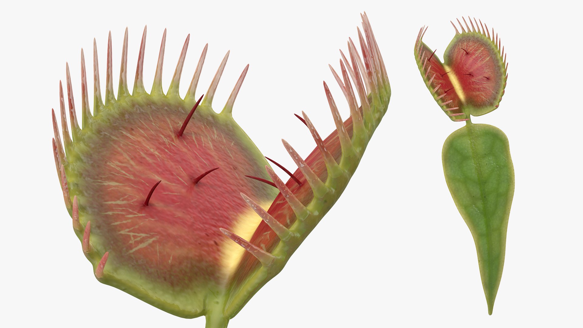 Venus Flytrap Dionaea Muscipula Stem 3D model preview