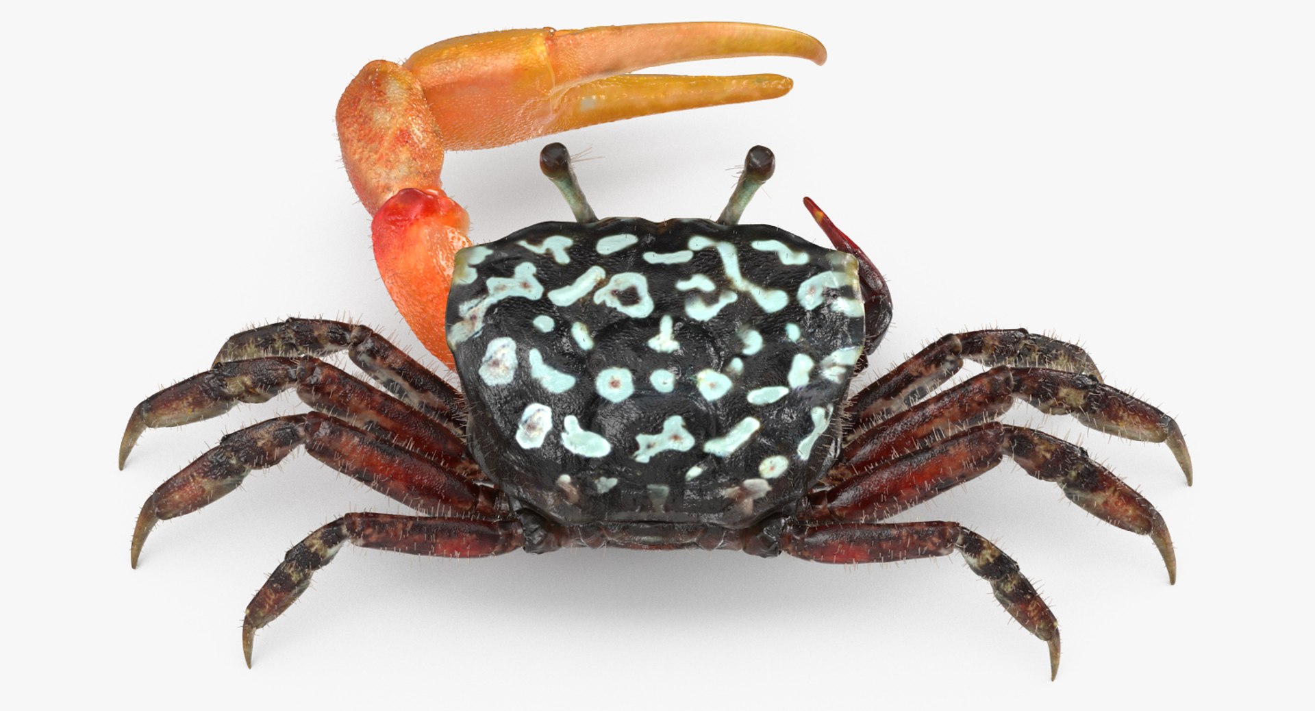 Fiddler Crab with Fur 3D Model 3D model preview