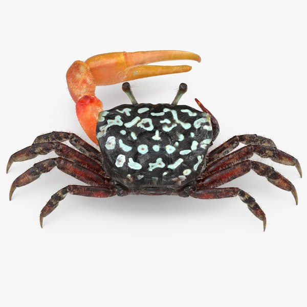 fiddler crab fur 3d model