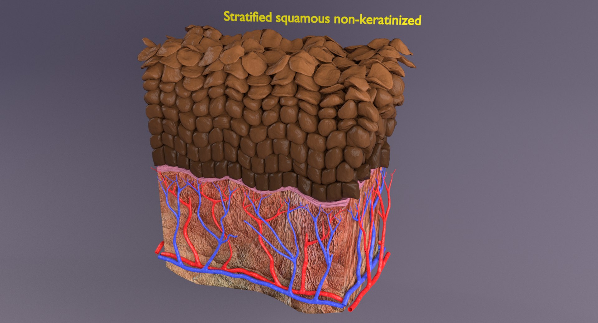 types skin squamous 3D https://p.turbosquid.com/ts-thumb/LR/XYodDw/4WEDgQk9/p6/png/1537108302/1920x1080/fit_q87/2f5a676da6da9aac39c82218fcbe2ef6e596b2a7/p6.jpg