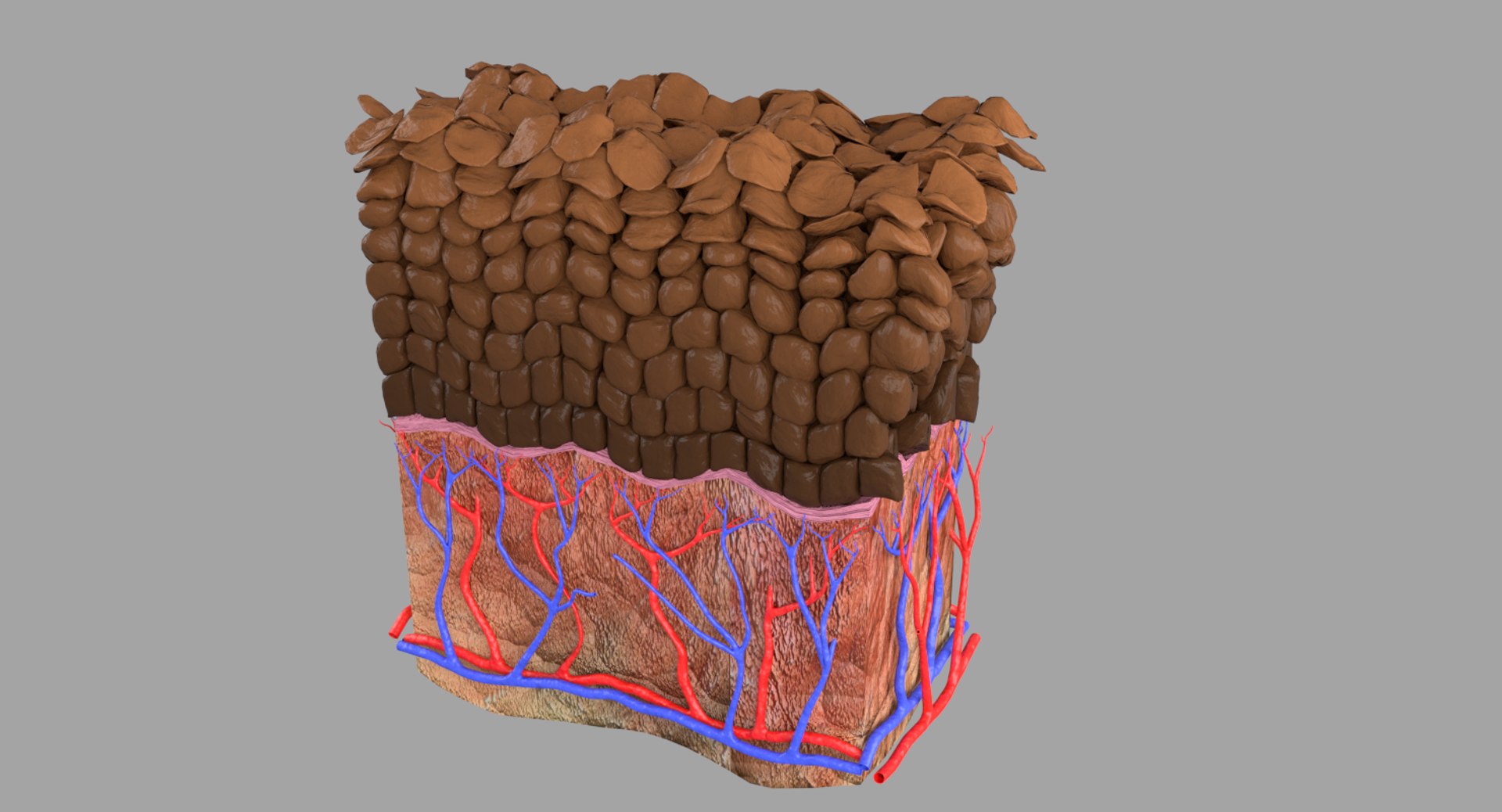 types skin squamous 3D https://p.turbosquid.com/ts-thumb/LR/XYodDw/65dHQVIz/p8/png/1537108302/1920x1080/fit_q87/1b333dc08623ebbdd47f745afce5d6270b63715e/p8.jpg