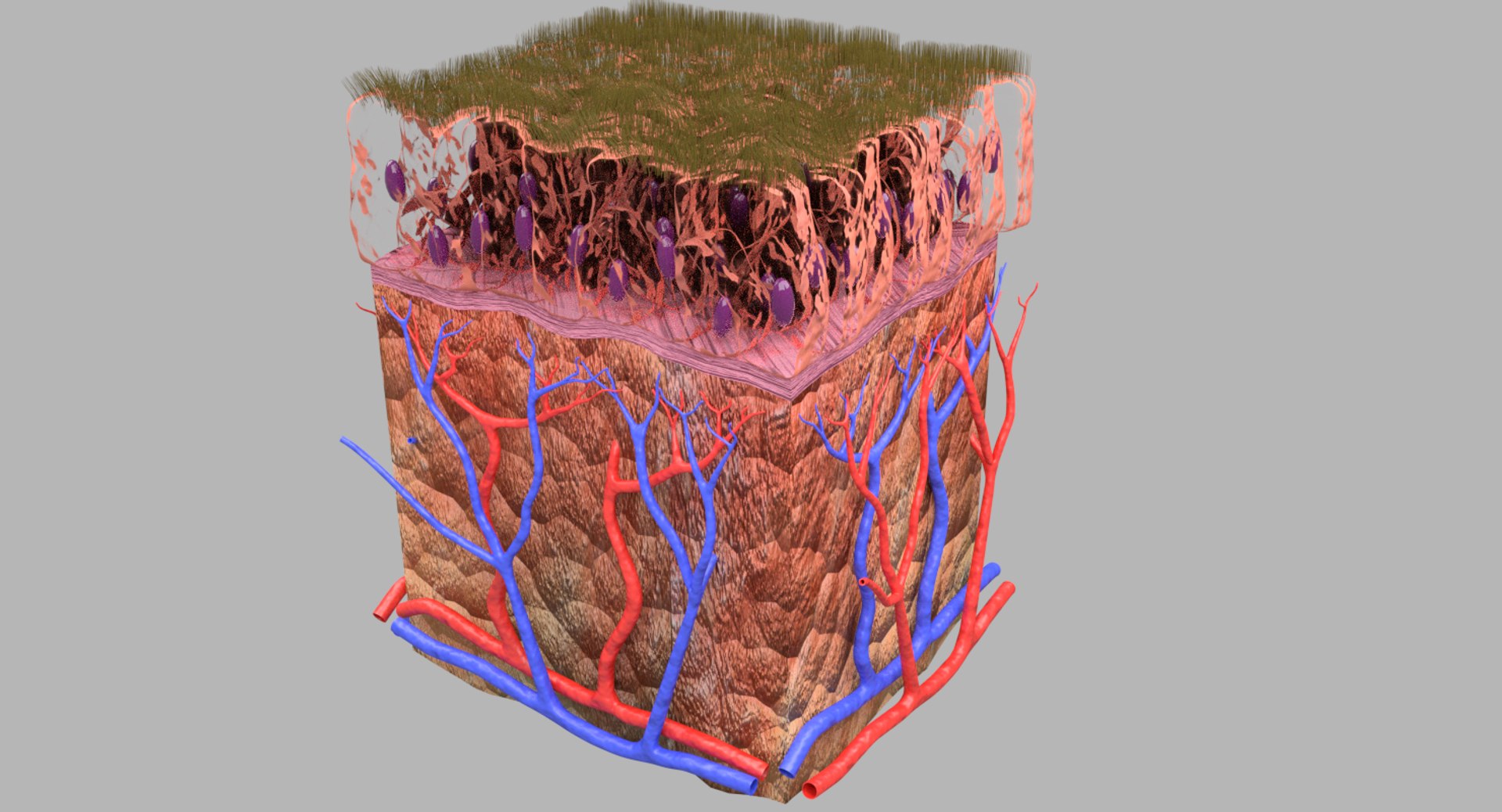 types skin squamous 3D https://p.turbosquid.com/ts-thumb/LR/XYodDw/7NKADTep/untitlcdjkdded/png/1537109779/1920x1080/fit_q87/3bd228fb815fa3bd3ba161ae6ed08968789eb98f/untitlcdjkdded.jpg