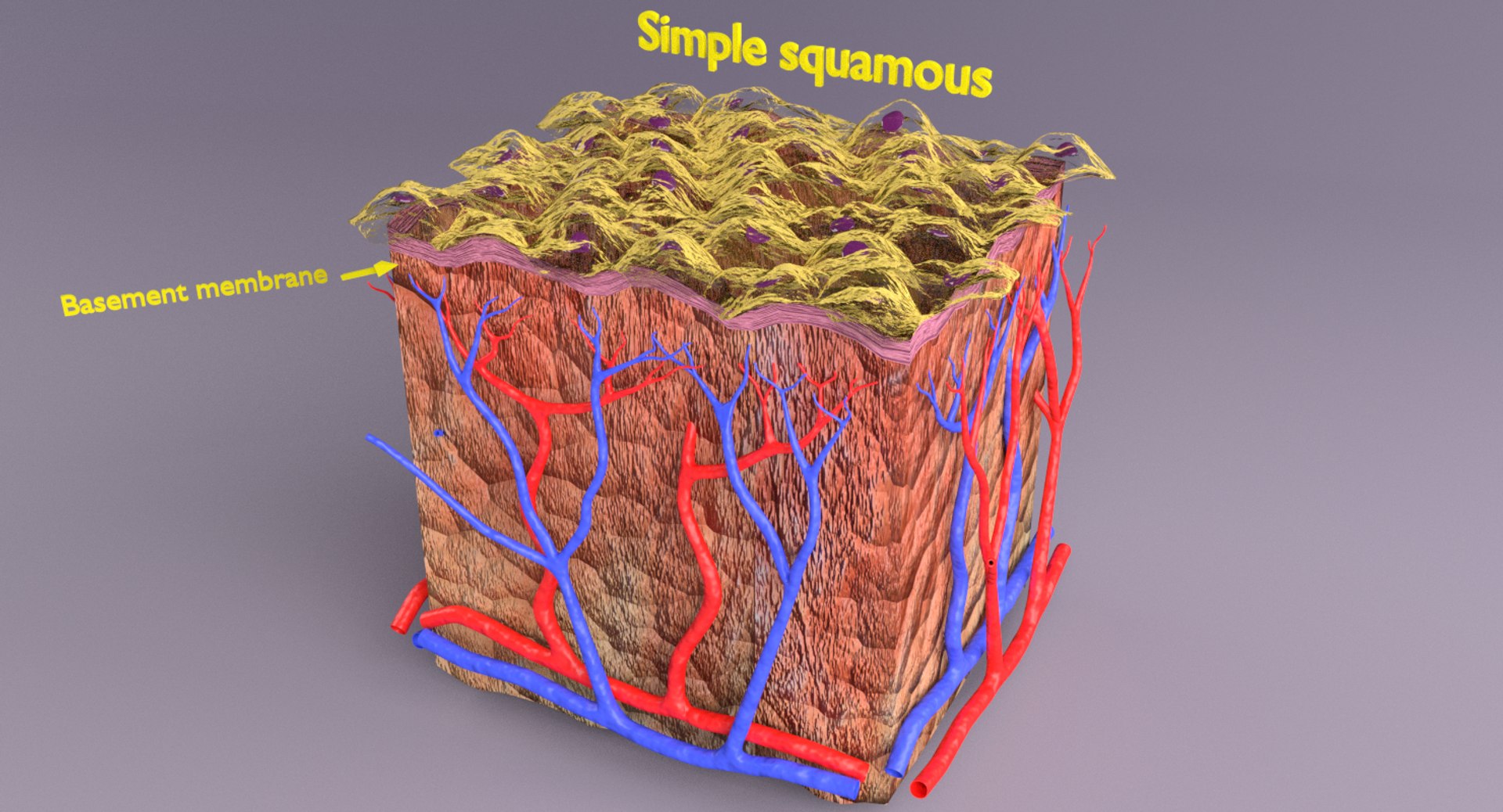 types skin squamous 3D https://p.turbosquid.com/ts-thumb/LR/XYodDw/7Pv385qx/p5/png/1537108092/1920x1080/fit_q87/b33dd8900621bc9233f04d57ffff71495cbd7942/p5.jpg
