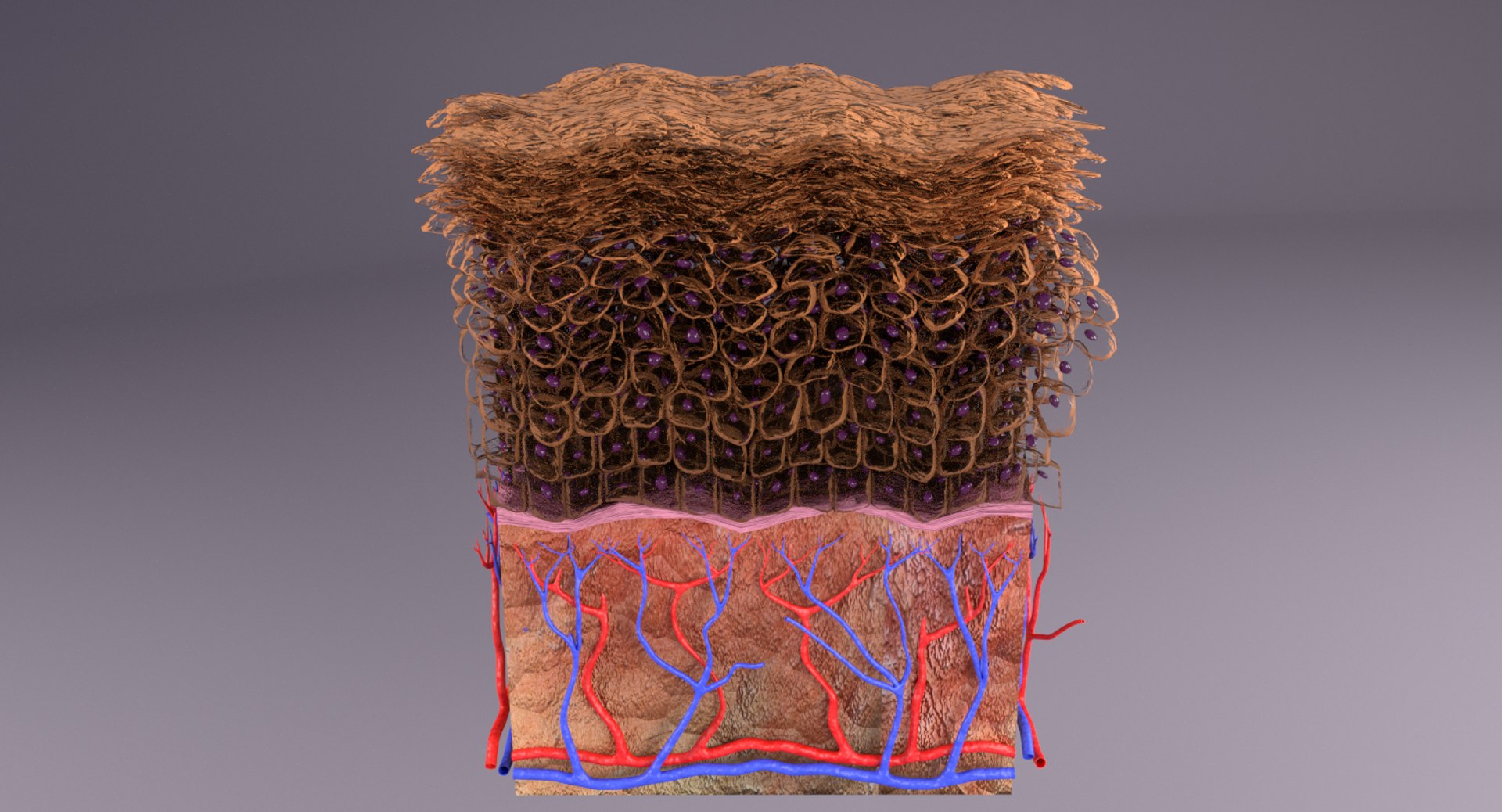 types skin squamous 3D https://p.turbosquid.com/ts-thumb/LR/XYodDw/7wkyVyRD/untitlejhd/png/1537108214/1920x1080/fit_q87/27aa067c07917dcad2f0c16fe33f0d82649018b1/untitlejhd.jpg