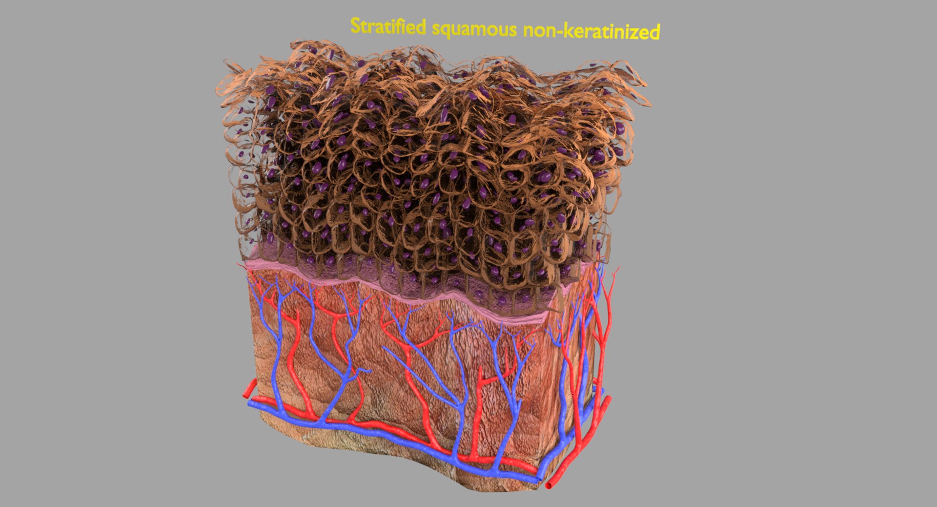 types skin squamous 3D https://p.turbosquid.com/ts-thumb/LR/XYodDw/9B56xVI2/untitled/png/1537108302/1920x1080/fit_q87/536c6c21a78403a871bc0ad02cf83531d0341ca5/untitled.jpg