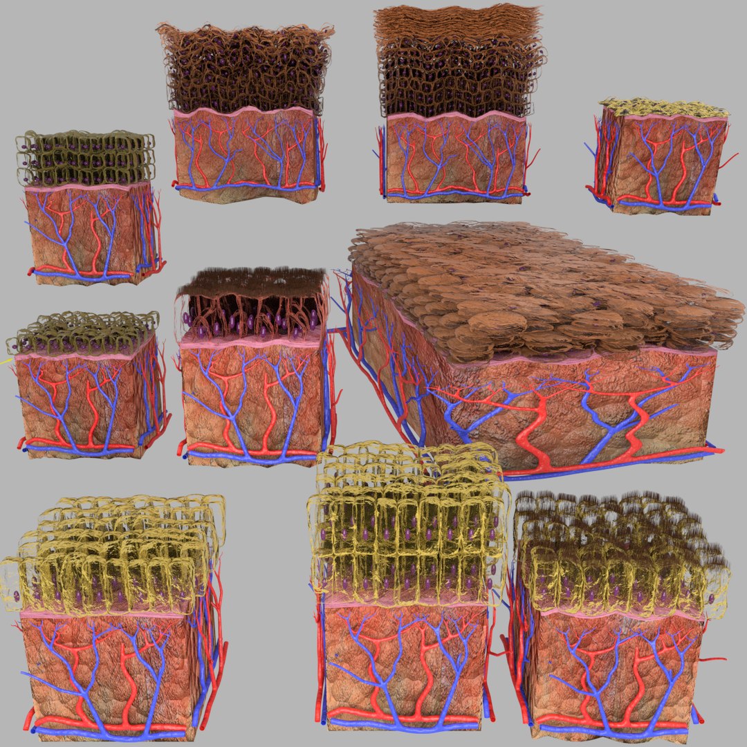 types skin squamous 3D https://p.turbosquid.com/ts-thumb/LR/XYodDw/AUrJxeSB/1200/png/1537165812/1920x1080/fit_q87/b8cdbe876920e78ab5a1bdecf4eebf8c32e3fe9a/1200.jpg