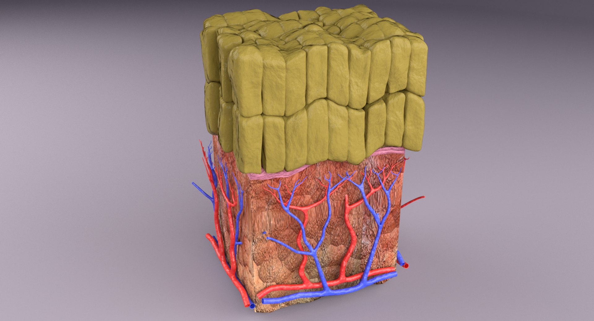 types skin squamous 3D https://p.turbosquid.com/ts-thumb/LR/XYodDw/Aicdt47m/st2/png/1537109506/1920x1080/fit_q87/0a6762c245c69fab77c1067cccd8d8e68a4cecc0/st2.jpg