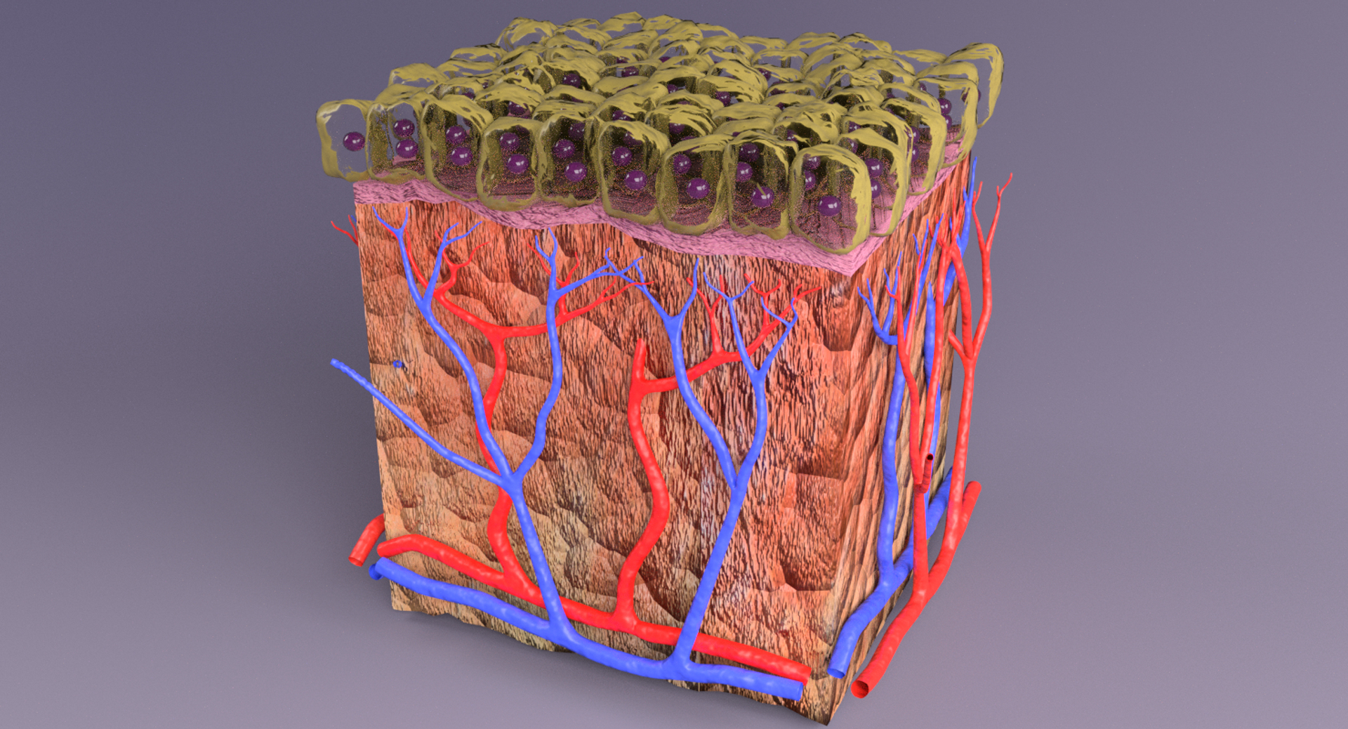 types skin squamous 3D https://p.turbosquid.com/ts-thumb/LR/XYodDw/GPpUGEGG/image/png/1537110095/1920x1080/turn_fit_q99/6fbfc6af98159b06bb62b744860b21c8780eba65/image-1.jpg