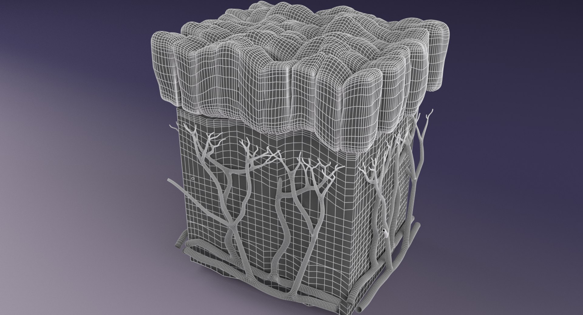 types skin squamous 3D https://p.turbosquid.com/ts-thumb/LR/XYodDw/K2CVQP6D/wuntitlged/png/1537109506/1920x1080/fit_q87/d354efbecb78470c410272be77b0cfd609942b33/wuntitlged.jpg
