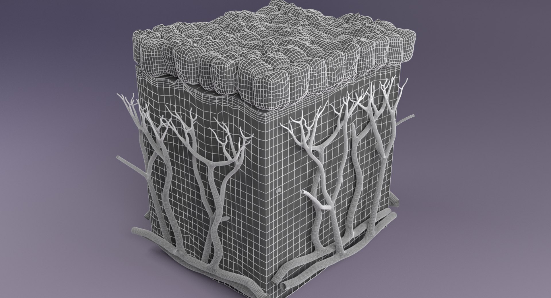 types skin squamous 3D https://p.turbosquid.com/ts-thumb/LR/XYodDw/QdP5G5GL/wuntitled/png/1537108778/1920x1080/fit_q87/9b66606efd6803d34d1375c96753f63103f69c85/wuntitled.jpg