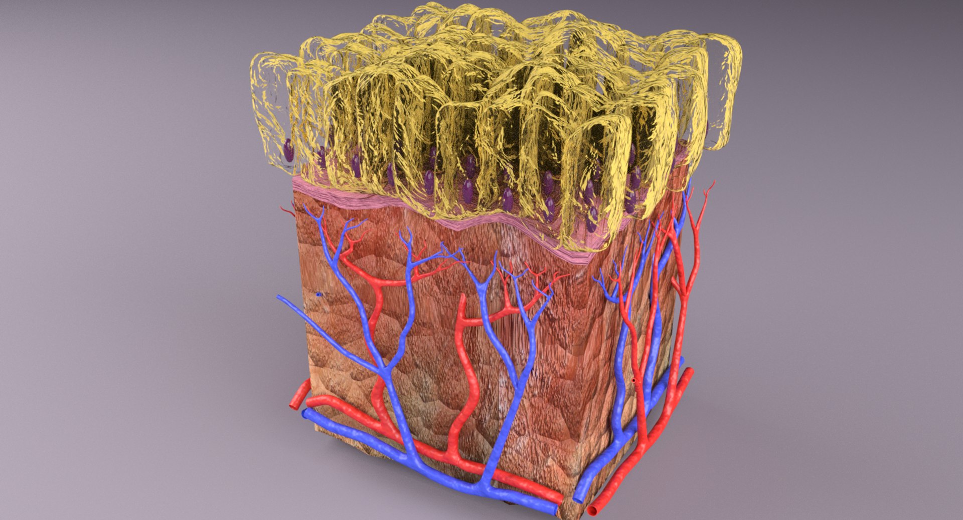 types skin squamous 3D https://p.turbosquid.com/ts-thumb/LR/XYodDw/UFgPm0rD/untitlged/png/1537109506/1920x1080/fit_q87/87c4ba63a5b139611c175bf88134601fab829d12/untitlged.jpg
