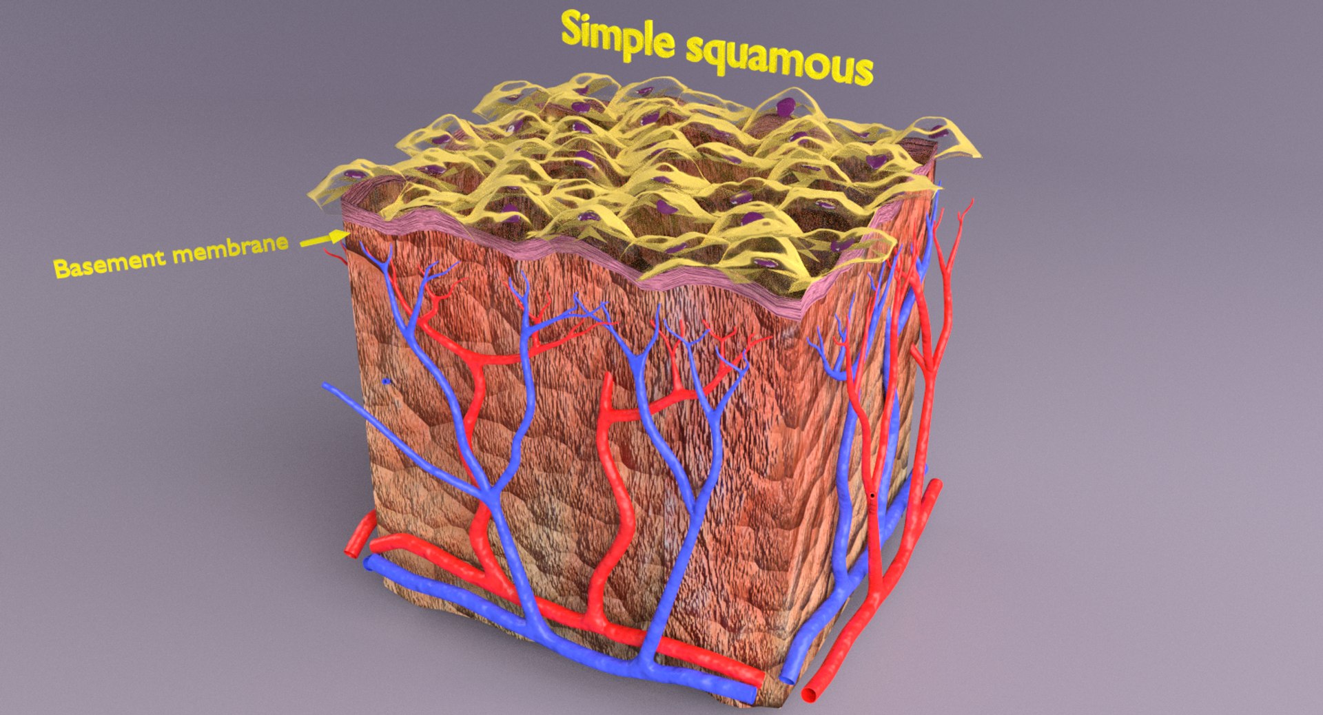 types skin squamous 3D https://p.turbosquid.com/ts-thumb/LR/XYodDw/UlFNgXZ3/pr2/png/1537108092/1920x1080/fit_q87/272974e67ae4ef0363da650d8fec48d05b49ad73/pr2.jpg