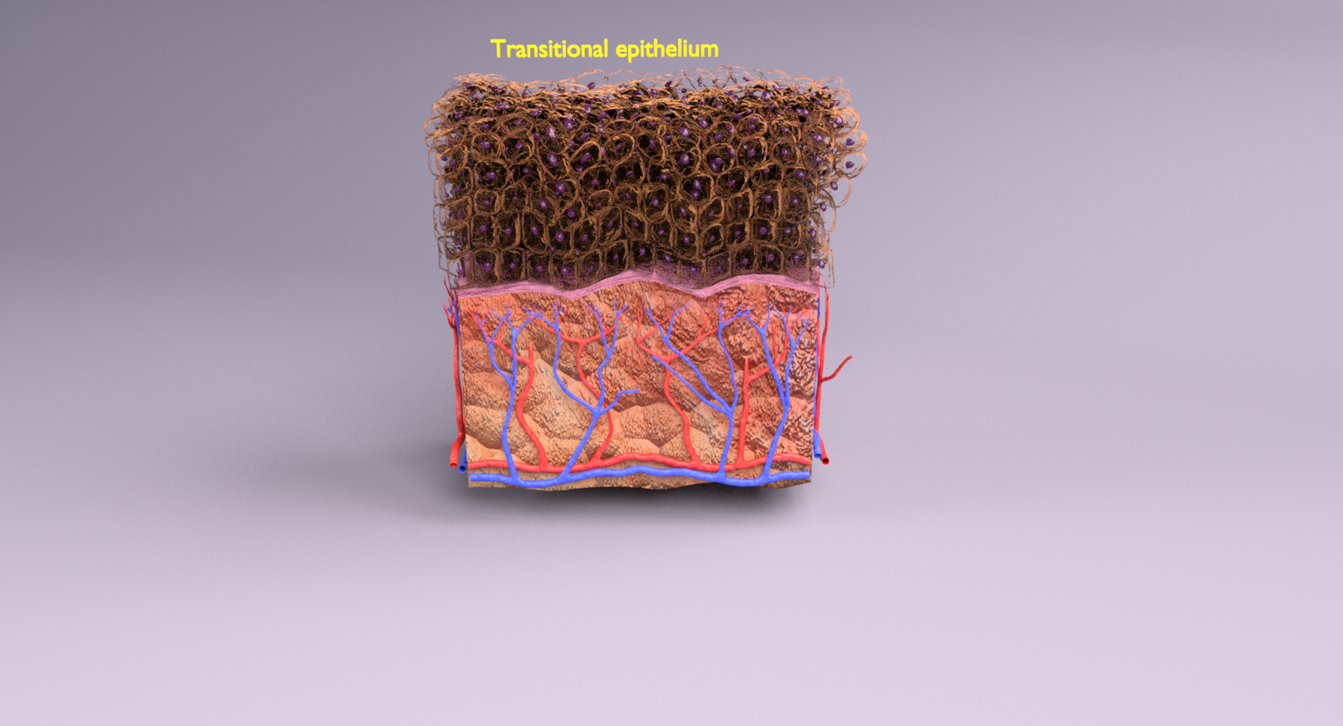 types skin squamous 3D https://p.turbosquid.com/ts-thumb/LR/XYodDw/UtHthNqu/image/png/1537163844/1920x1080/turn_fit_q99/8db1f39e5e2860e995351cef963e35209e0b6177/image-1.jpg