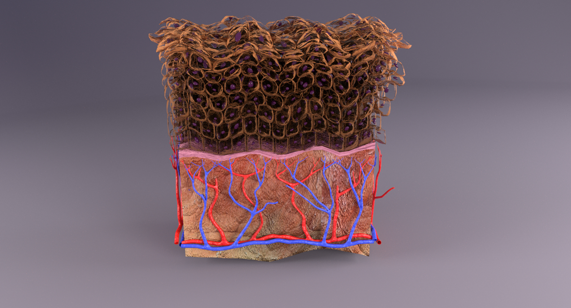 types skin squamous 3D https://p.turbosquid.com/ts-thumb/LR/XYodDw/WcKy8HH8/image/png/1537109555/1920x1080/turn_fit_q99/73f101eec297e04ee6a5b76d053b0e7783ece35b/image-1.jpg
