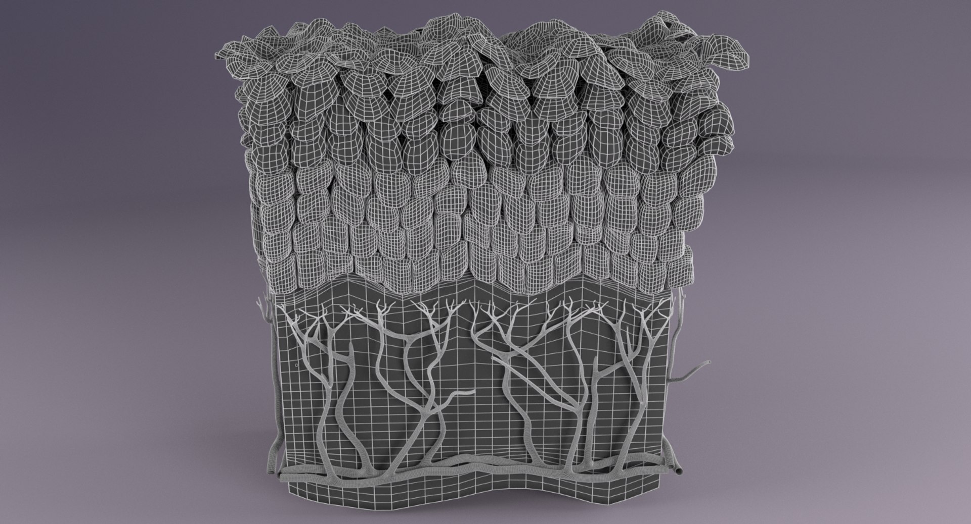 types skin squamous 3D https://p.turbosquid.com/ts-thumb/LR/XYodDw/dtZoXOcQ/w/png/1537108302/1920x1080/fit_q87/62d110506a9c8afec12a87dfec68dcde40be8274/w.jpg