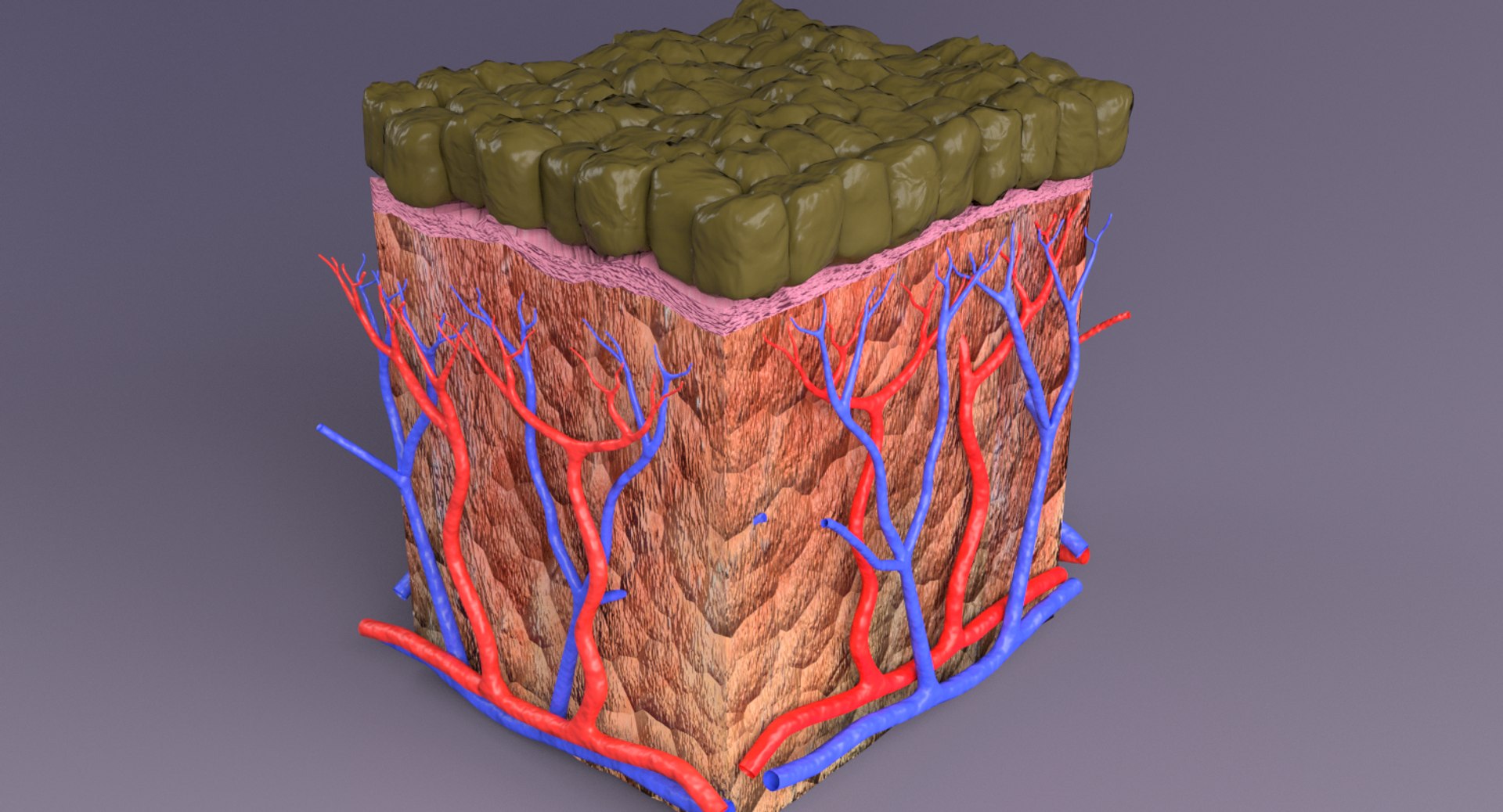types skin squamous 3D https://p.turbosquid.com/ts-thumb/LR/XYodDw/kigQ259K/untitled/png/1537108778/1920x1080/fit_q87/338b4844ecb71929d7fa5b9d4a02913c482666bf/untitled.jpg