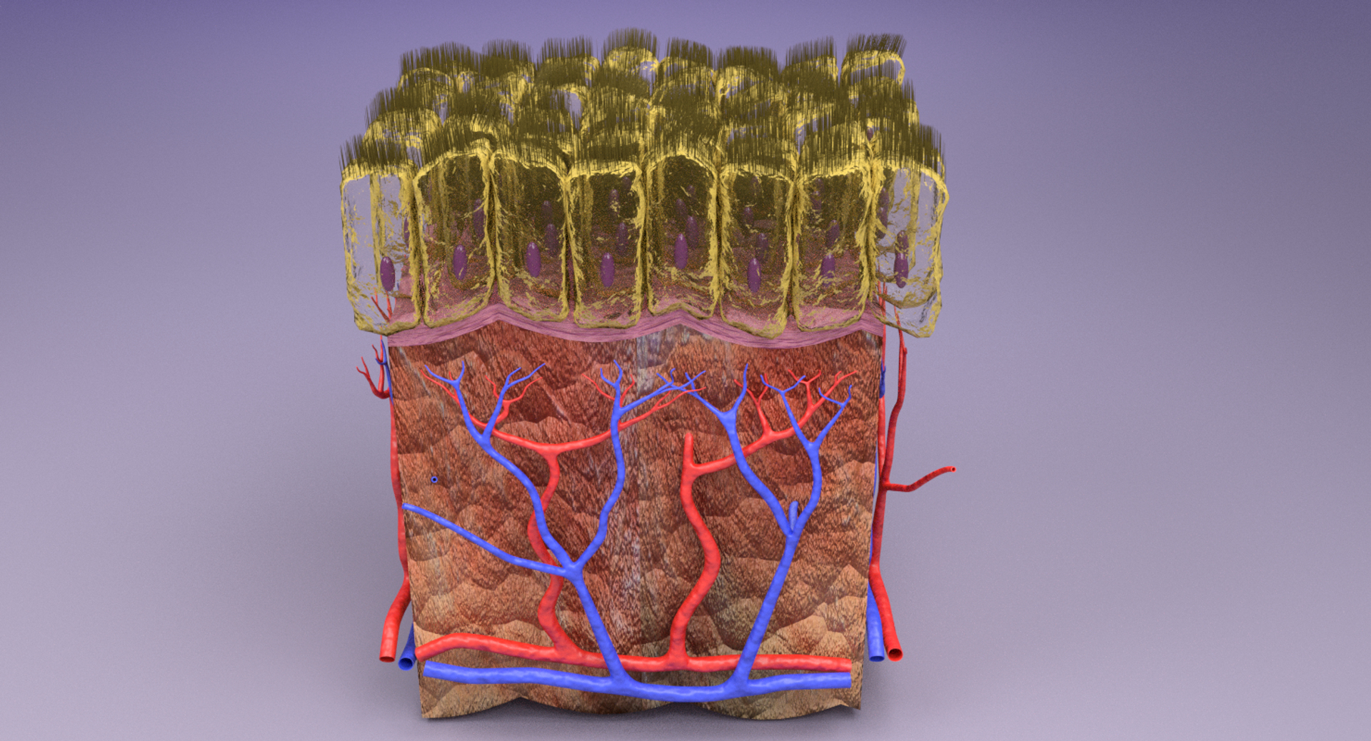 types skin squamous 3D https://p.turbosquid.com/ts-thumb/LR/XYodDw/nxE7Z3kY/image/png/1537111333/1920x1080/turn_fit_q99/b7b04e0eb90189a7728f16b9b21dc1f18b6c2ef3/image-1.jpg