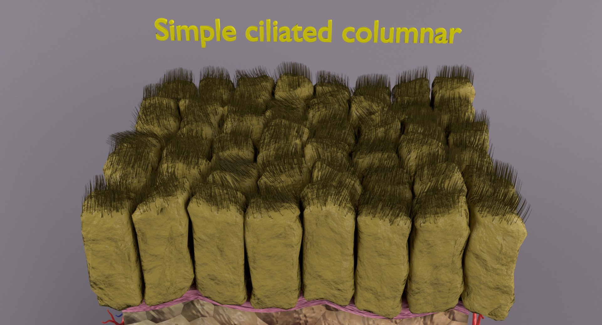 types skin squamous 3D https://p.turbosquid.com/ts-thumb/LR/XYodDw/sE9qBYHH/untitlbd/png/1537109506/1920x1080/fit_q87/59b81f6e968f661265d5c070b022afe07ac3650d/untitlbd.jpg