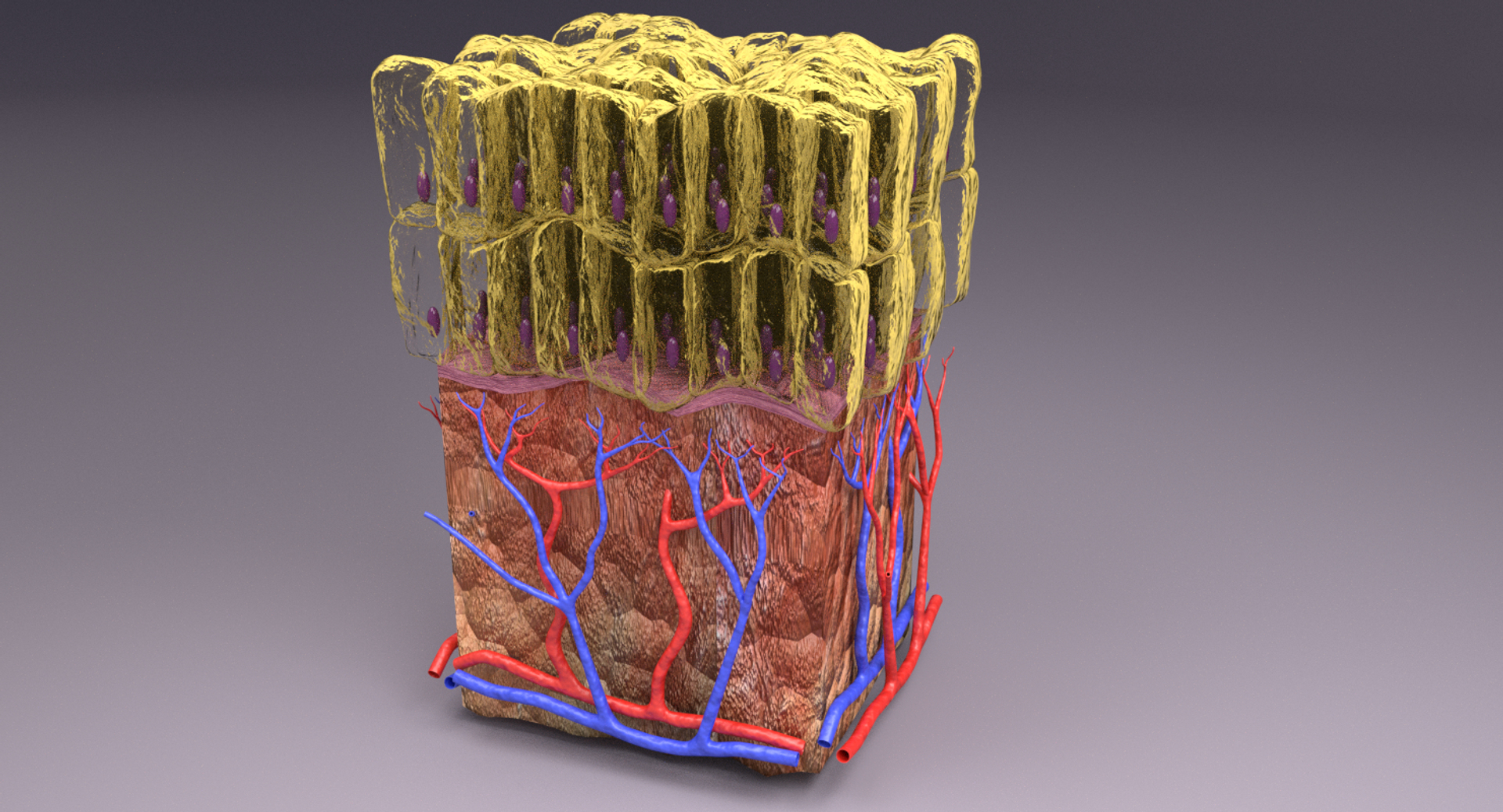 types skin squamous 3D https://p.turbosquid.com/ts-thumb/LR/XYodDw/sUmqHygr/image/png/1537110492/1920x1080/turn_fit_q99/efd7403cb0da103c7e8804456d582082aa0906d5/image-1.jpg