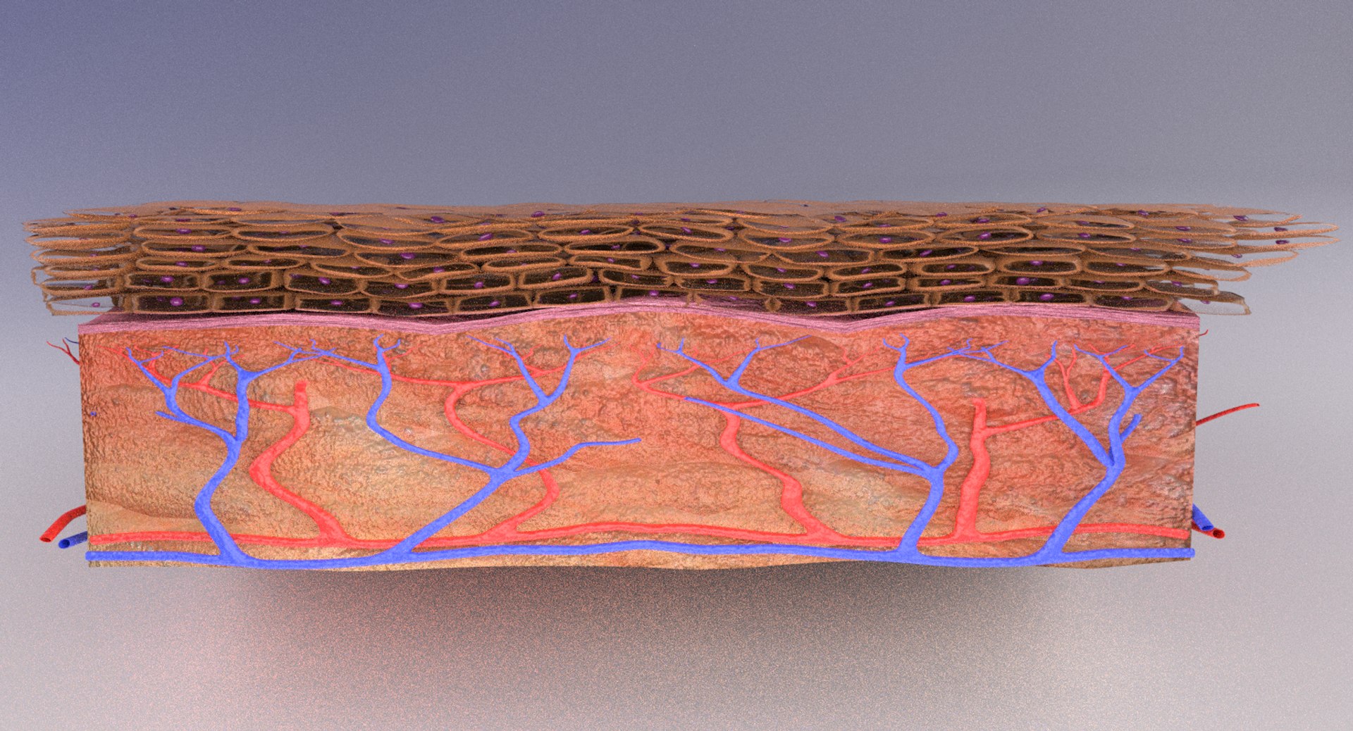types skin squamous 3D https://p.turbosquid.com/ts-thumb/LR/XYodDw/wvLo5ZqD/0156/png/1537109821/1920x1080/fit_q87/e954836011b5119f20e25cbe31119fc3d15150d3/0156.jpg