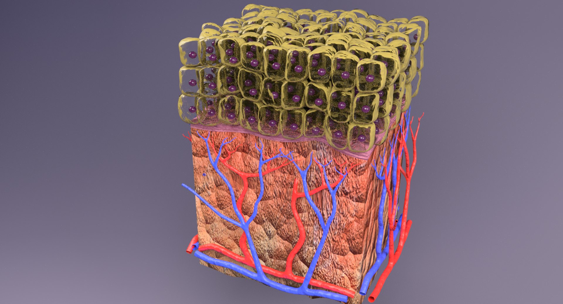 types skin squamous 3D https://p.turbosquid.com/ts-thumb/LR/XYodDw/z4RUDLC9/pr1/png/1537108778/1920x1080/fit_q87/77e85be829cc55bc43bb483b1ec69ce680e74275/pr1.jpg