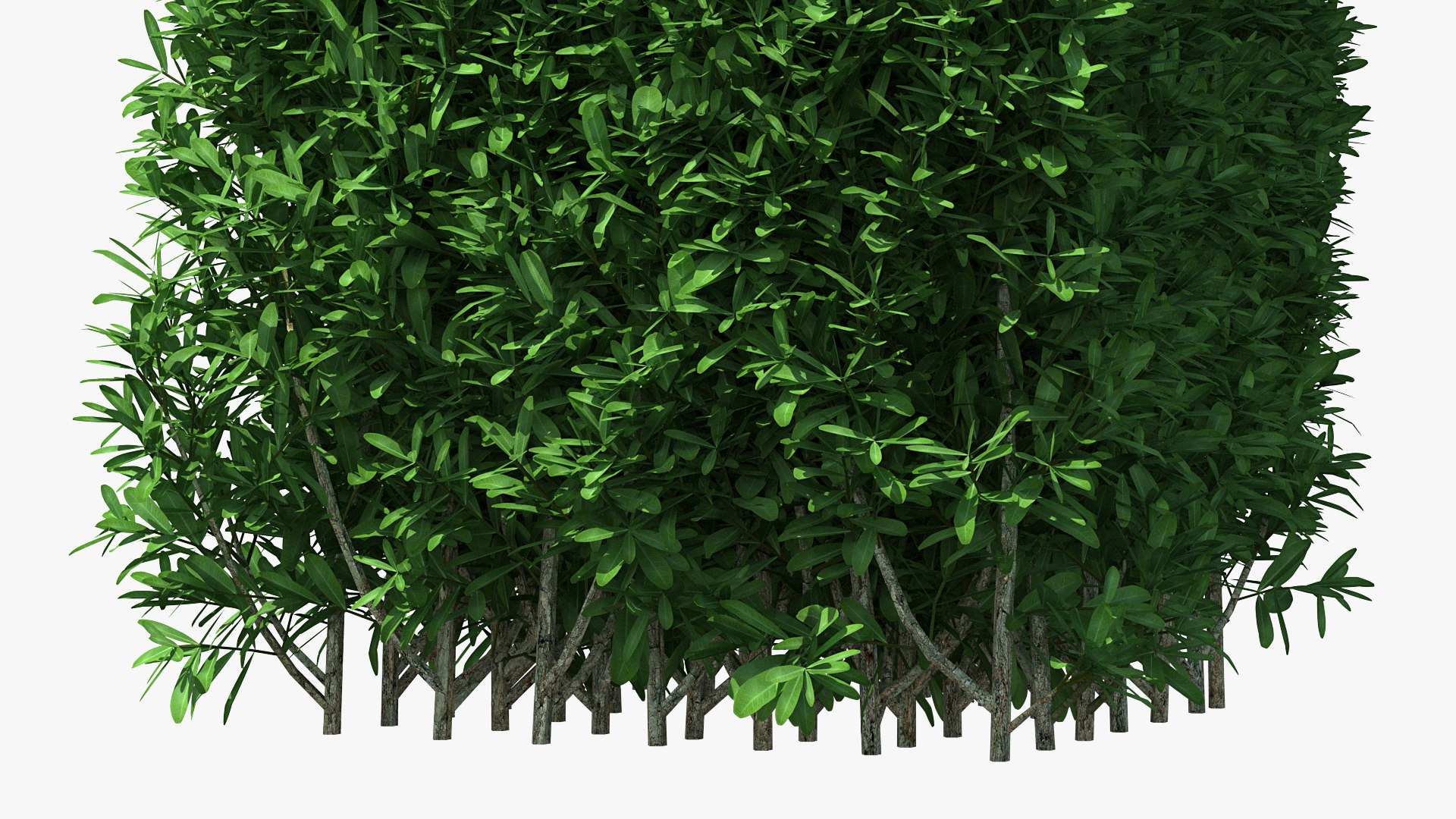 3D Decorative Shrubs Collection model https://p.turbosquid.com/ts-thumb/LR/fmpuvz/FY/decorative_shrubs_collection_023/jpg/1769118078/1920x1080/fit_q87/85e7d1822779539e64a3d9827b8a3e961502aff1/decorative_shrubs_collection_023.jpg