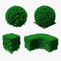 Decorative Shrubs Collection