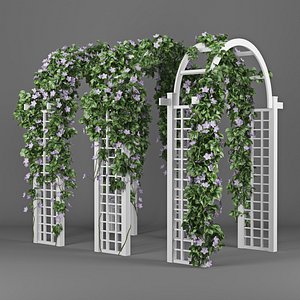 Convolvulus white set