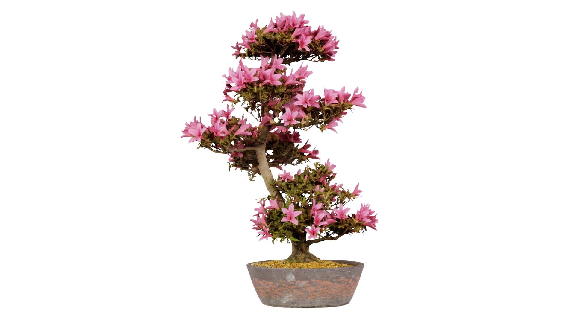 3D Satsuki Azalea Large Cluster Red Rhododendron Indicum Bonsai Tree ...