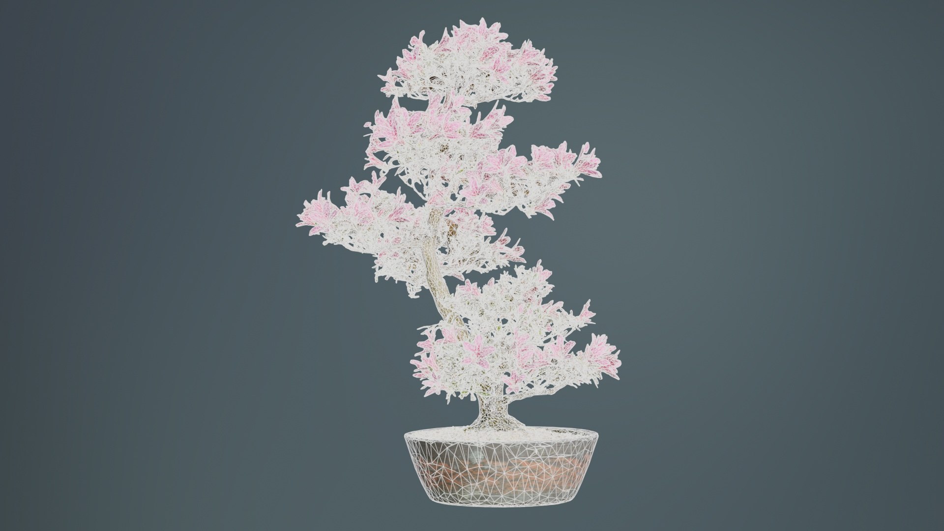 3D Satsuki Azalea Large Cluster Red Rhododendron Indicum Bonsai Tree ...