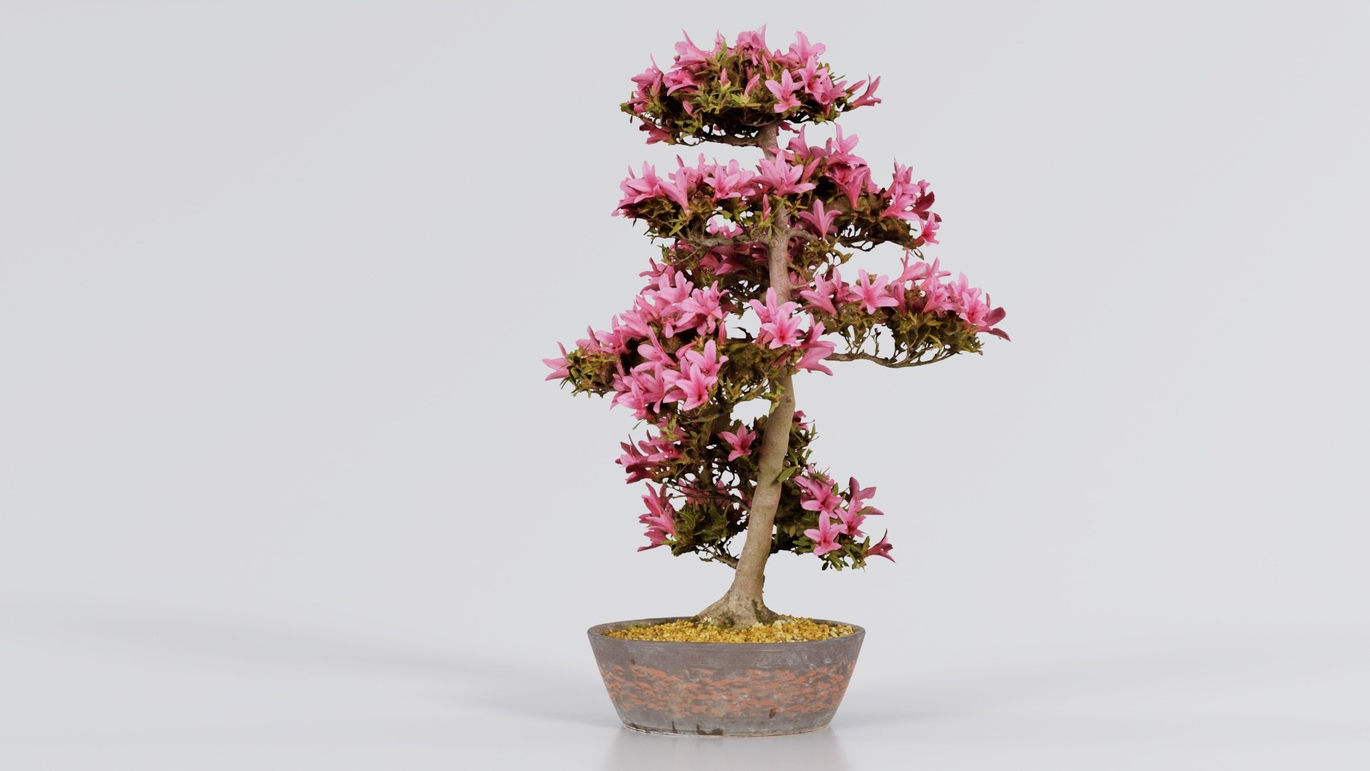 3D Satsuki Azalea Large Cluster Red Rhododendron Indicum Bonsai Tree ...