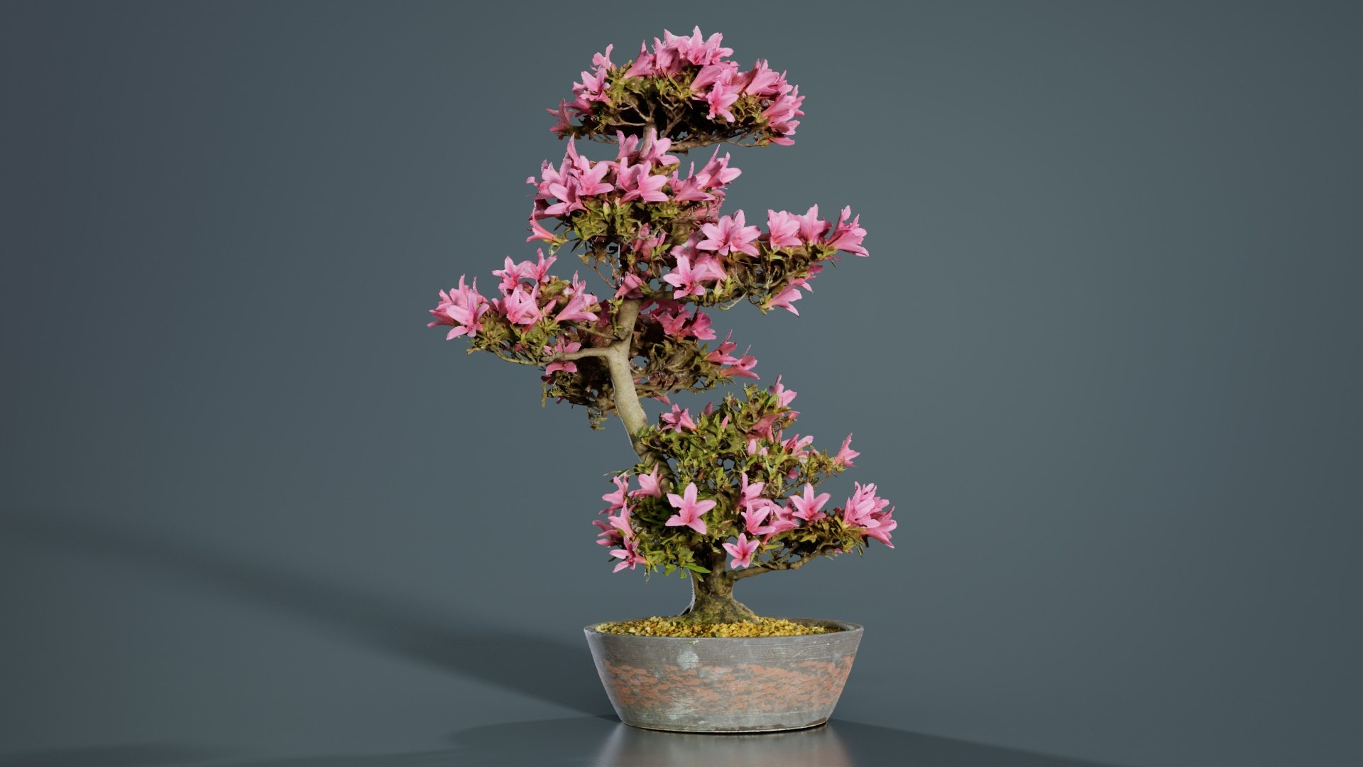 3D Satsuki Azalea Large Cluster Red Rhododendron Indicum Bonsai Tree ...