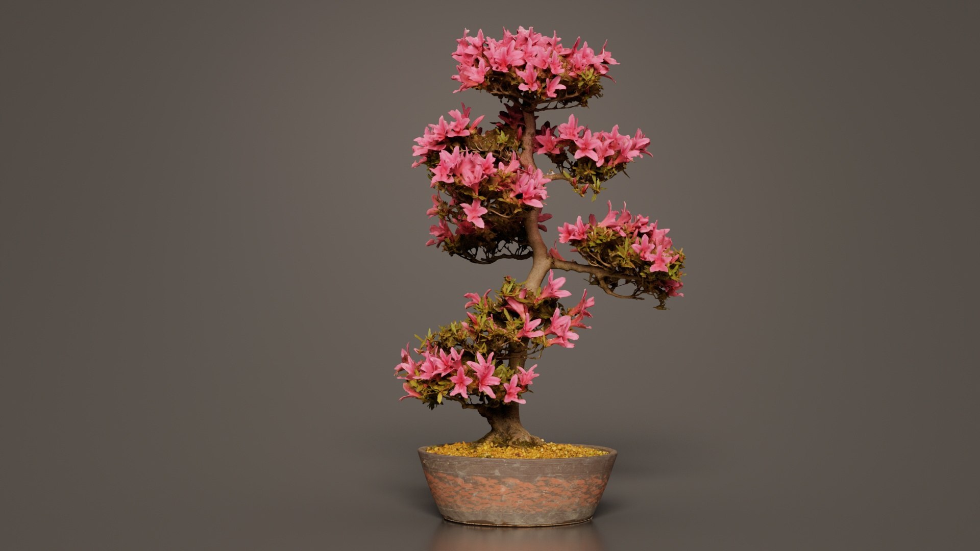 3D Satsuki Azalea Large Cluster Red Rhododendron Indicum Bonsai Tree ...